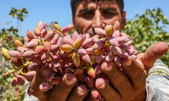 برداشت پسته از باغات کرمانشاه آغاز شد