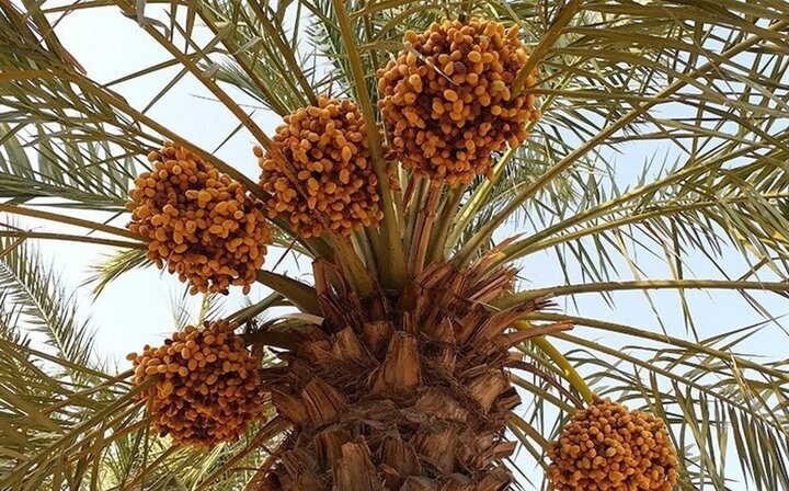 برداشت سه هزار و ۹۰۰ تن خرما از نخلستان‌های قصرشیرین