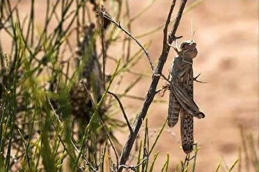 آمادگی برای مقابله با ملخ در سطح ۲۰ هزار هکتار