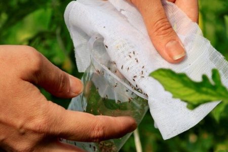 بدنبال سوق دادن کشاورزان به سمت مبارزه بیولوژیک با آفات هستیم