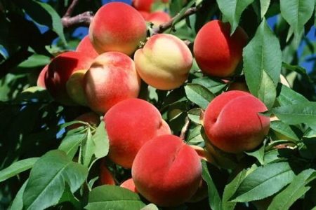  پیش‌بینی تولید ۵۰ هزار تن هلو و شلیل در کرمانشاه