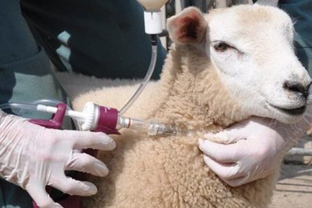 آغاز واکسیناسیون رایگان دام‌های کرمانشاه علیه «تب برفکی»