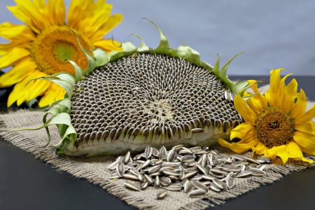 پیش بینی تولید ۸ هزار تن تخمه آفتابگردان آجیلی در استان کرمانشاه