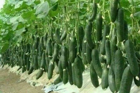 توسعه کشت گلخانه‌ای یکی از راهکارهای اساسی صرفه جویی آب است