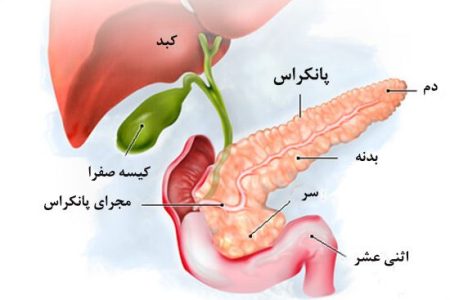 پانکراس یا لوزالمعده چیست؟ آناتومی و بیماری‌های شایع آن