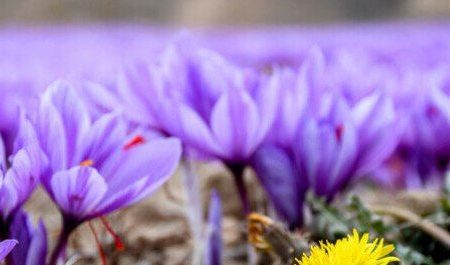 باید به سمت صنایع تبدیلی مرتبط با زعفران برویم