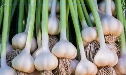 خواص سیر؛ ۱۱ خاصیت اثبات شده برای سلامتی