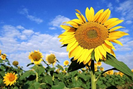 حال خوب مزارع آفتابگردان سنقروکلیایی