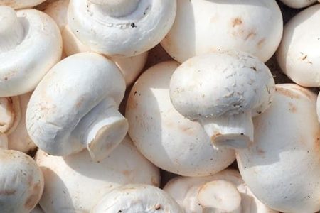 خواص قارچ؛ ۸ مورد از خاصیت ها و مضرات مصرف قارچ