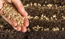 در سال زراعی جاری حدود ۷۰۰ هزار هکتار از اراضی زراعی استان زیر کشت پاییزه می‌رود