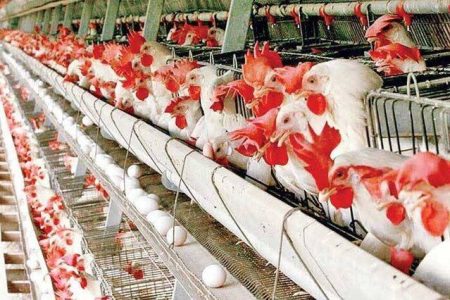 تنها نیمی از نیاز سالانه تخم‌مرغ کرمانشاه در استان تولید می‌شود