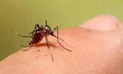 اقدامات شیلات کرمانشاه در راستای پیشگیری از ابتلا به تب دنگی