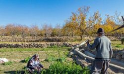 آغاز سرشماری عمومی کشاورزی در کرمانشاه از ۱۲ آبان/ ۴۰۰ نفر پای کارند