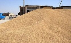 خریداری ۵۹ هزار تن گندم از کشاورزان کرمانشاهی