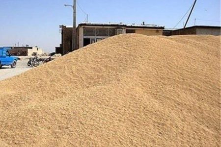 خریداری ۵۹ هزار تن گندم از کشاورزان کرمانشاهی
