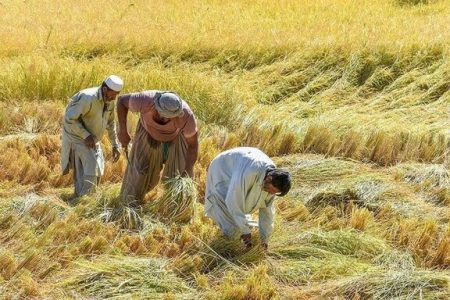 ممنوعیت بکارگیری اتباع غیرمجاز در واحد‌های کشاورزی و تولیدی استان کرمانشاه