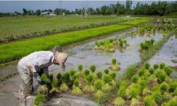 لزوم استفاده از ظرفیت پساب تصفیهشده | بخش کشاورزی کرمانشاه سالی ۱.۸ میلیارد مترمکعب آب میبلعد!