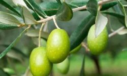 آغاز برداشت زیتون از باغات کرمانشاه