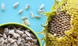 ۱۵ خاصیت جادویی تخمه آفتابگردان برای سلامت بدن