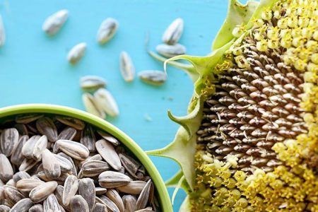 ۱۵ خاصیت جادویی تخمه آفتابگردان برای سلامت بدن