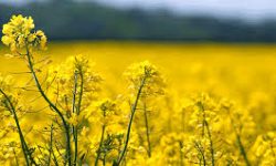 آغاز کشت کلزا در مزارع کرمانشاه