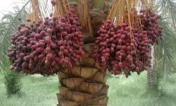 برداشت خرما از نخیلات قصرشیرین آغاز شد