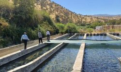 پیش‌بینی تولید ۲۵۰۰۰ تن آبزی در کرمانشاه تا پایان سال