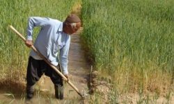 کشاورزی سنتی دشتهای کرمانشاه را خشک میکنند