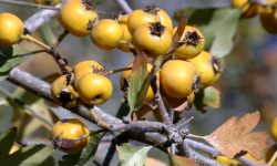 زالزالک آنتی اکسیدانی قدرتمند برای مبارزه باسرطان