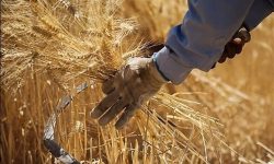 نرخ خرید تضمینی گندم اعلام شد