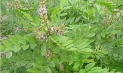 شیرینبیان؛ گیاهی که هم طعم دارد هم درمان