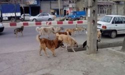 معضل سگ‌های ولگرد و ظهور گونه جدید «گرگاس» در کرمانشاه