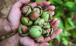 خوردن گردو در شب چه خواصی دارد؟