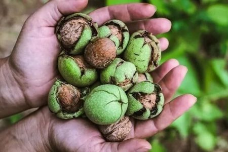 خوردن گردو در شب چه خواصی دارد؟